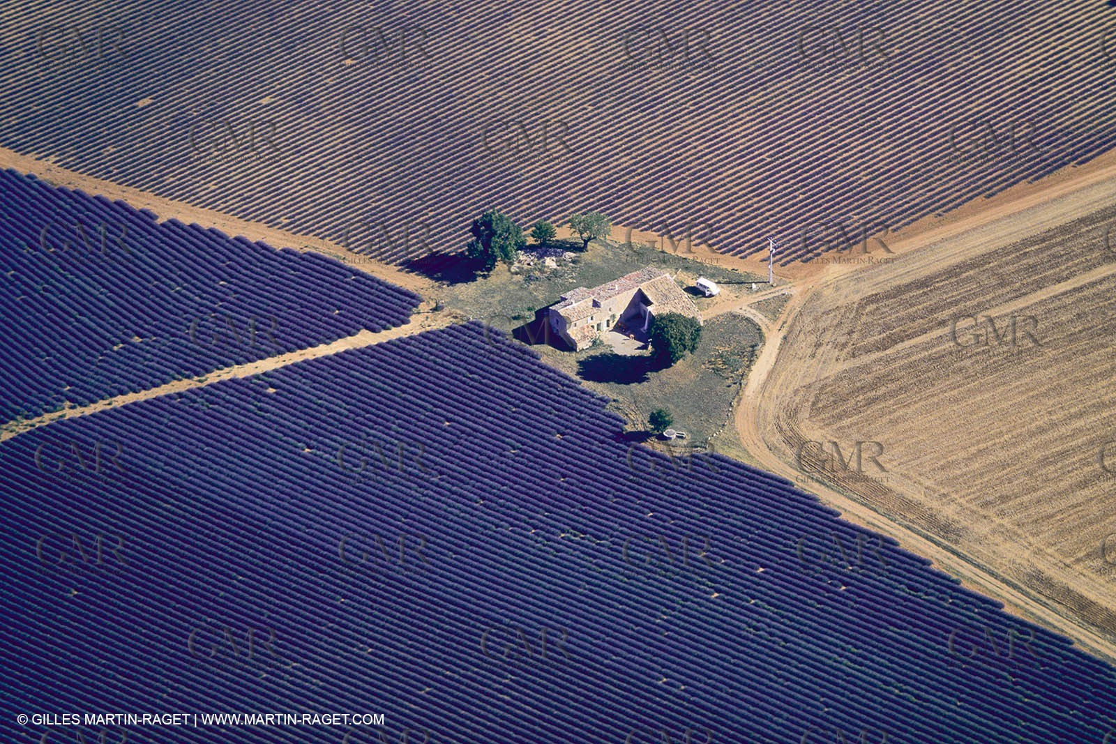 France, Provence, Lavender fields