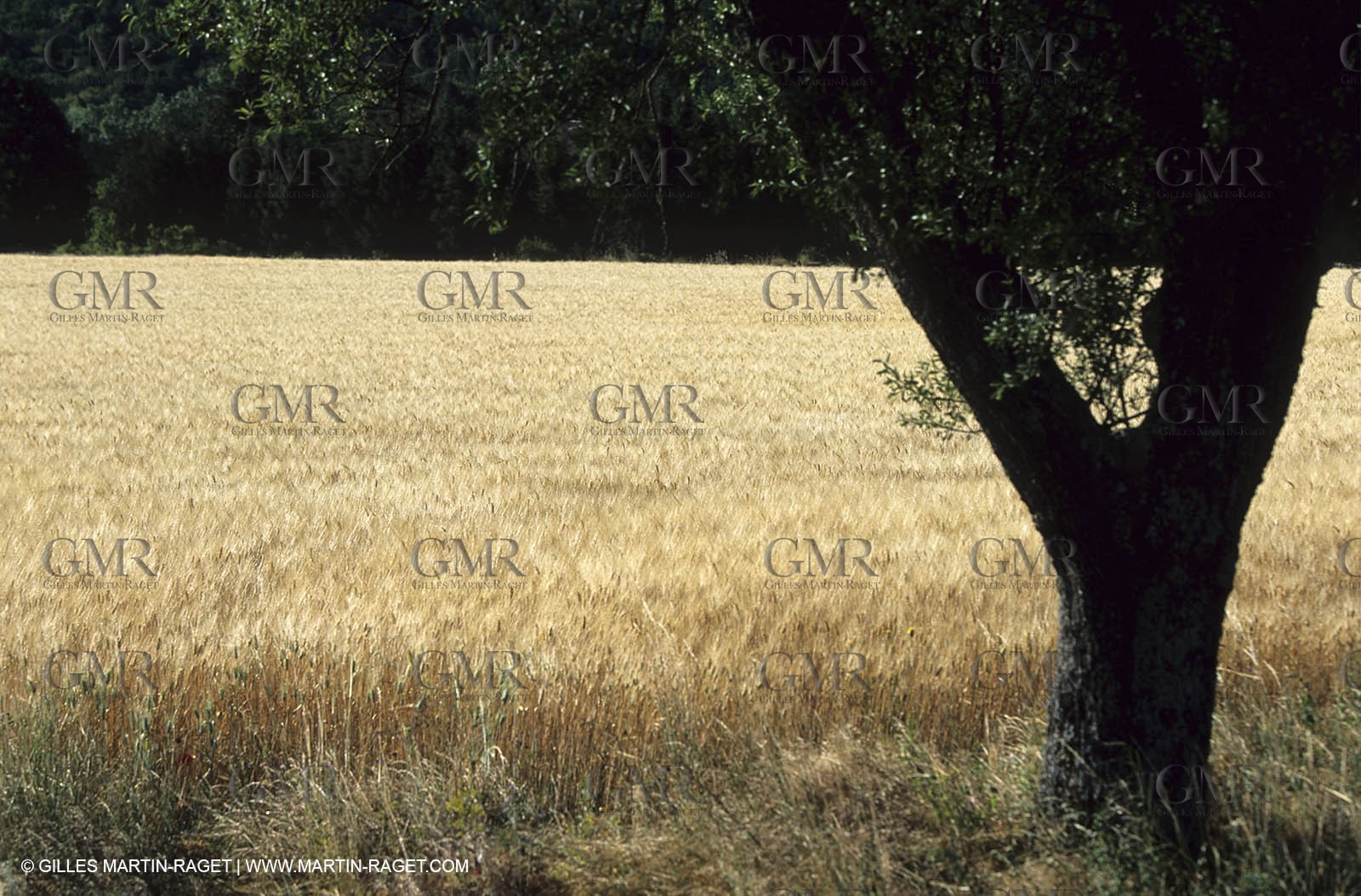 Sainte Baume - Plan d'Aups