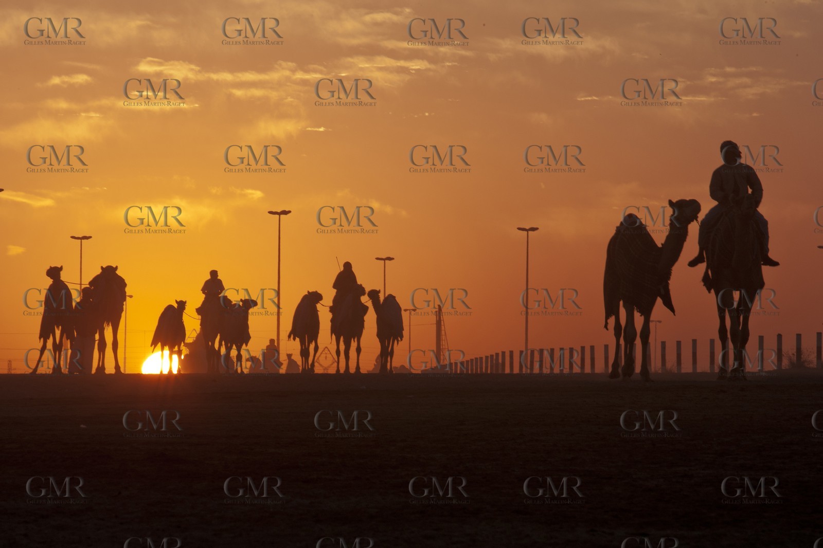 20 11 2010 - Dubai (UAE) - Camel races