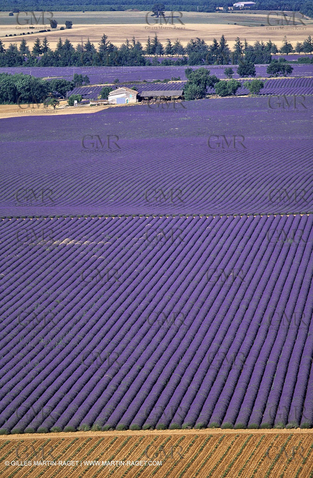 lavander fields , 2005  , Valensole plateau