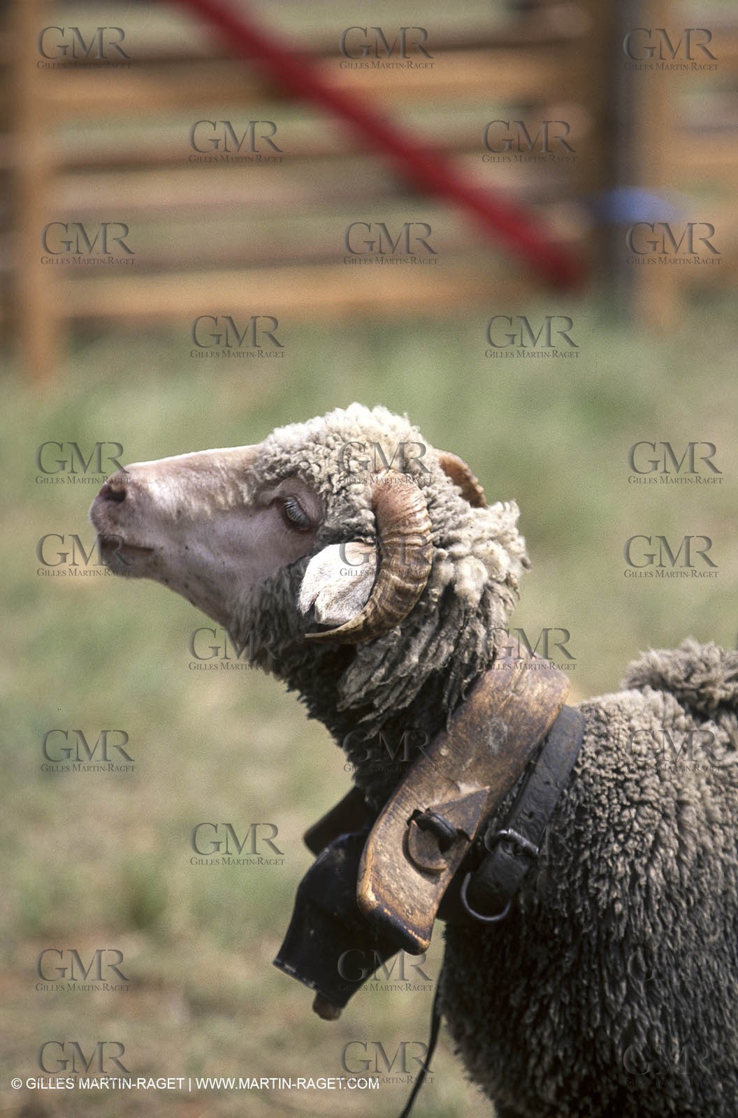 Saint Rémy de Provence (FRA,13) - Sheep stocks migration Fest