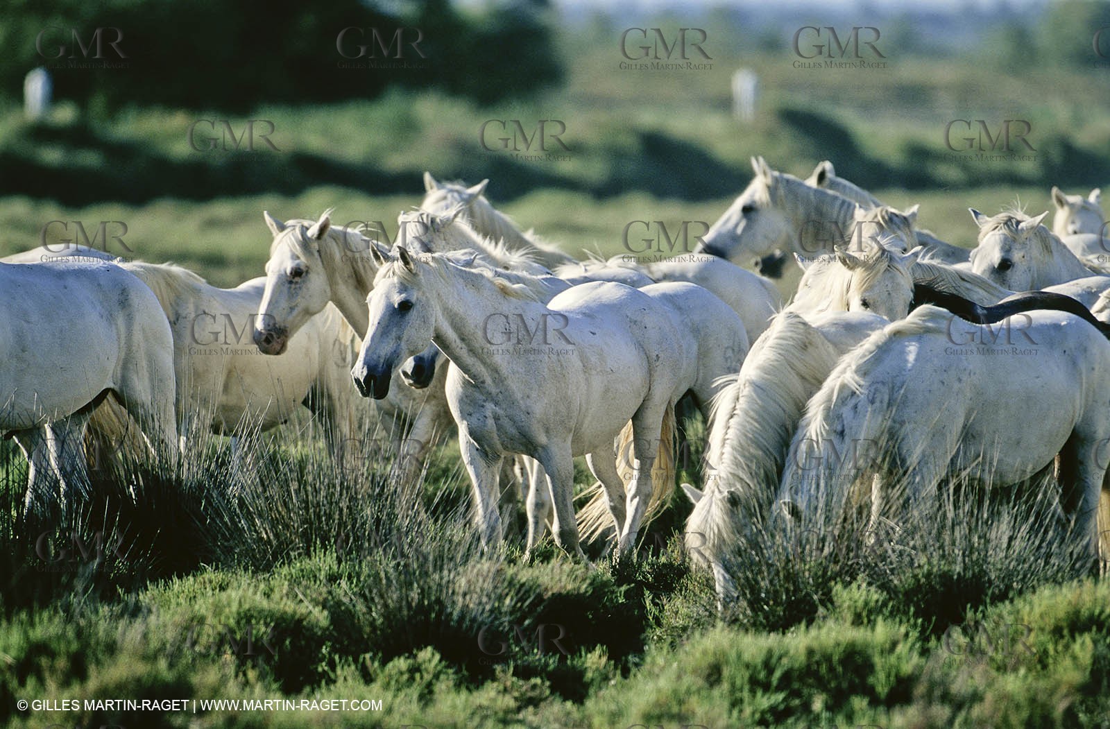 2000-2010- Arles - Les Saintes Maries de la mer (FRA,13) - Camargue horses
