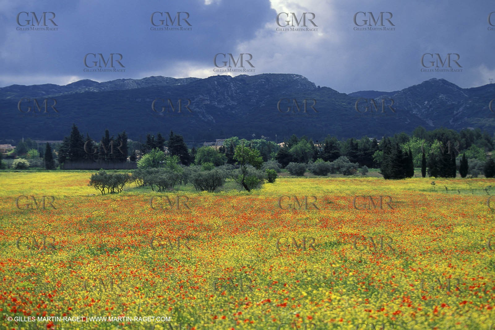 Poppies - Poppies field