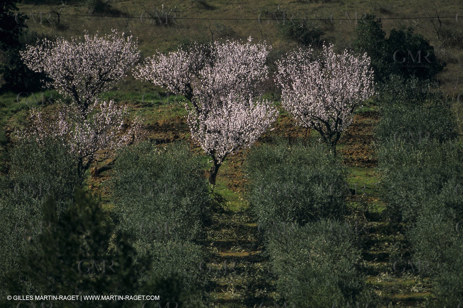Paysages de Nîmes Métropole (FRA,30) -Costières