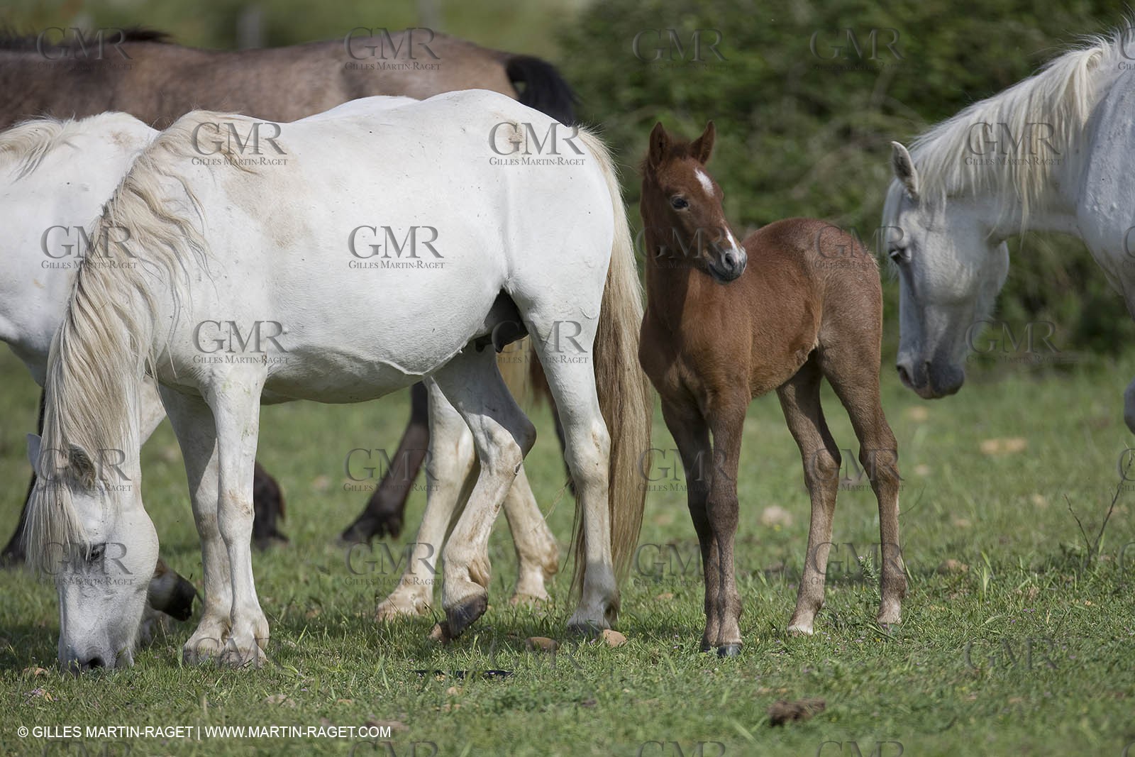 07 05 2008 - Le Cailar (FRA,30) - Stock work at Mas du Pont de Laute domain