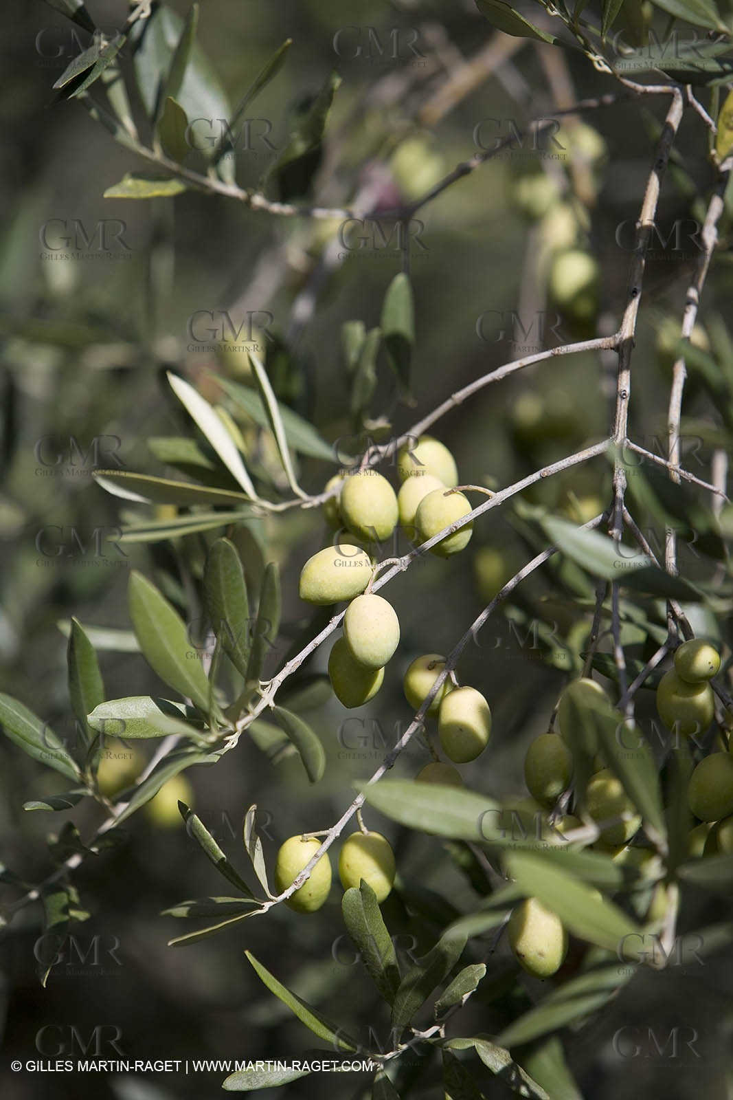 28 10 2007 - Saint Rémy de Provence (FRA, 13) - Cueillette des olives au Vallon Raget