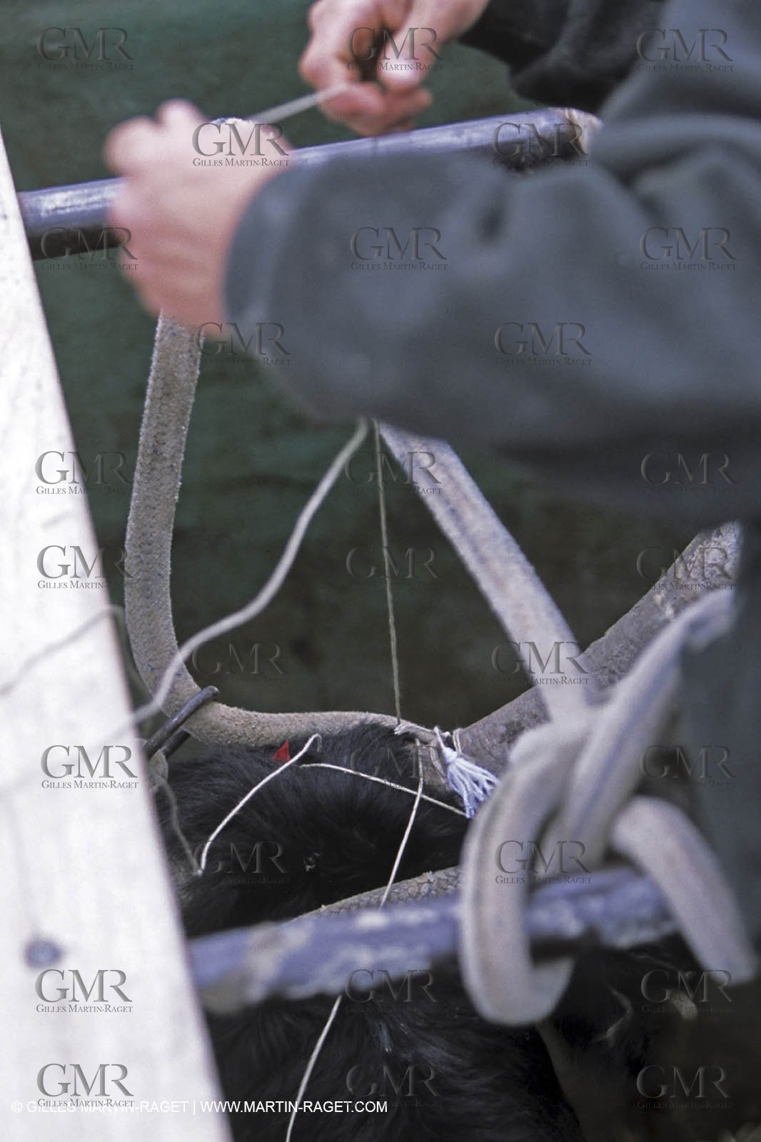 Arles - Travail des gardians de Camargue