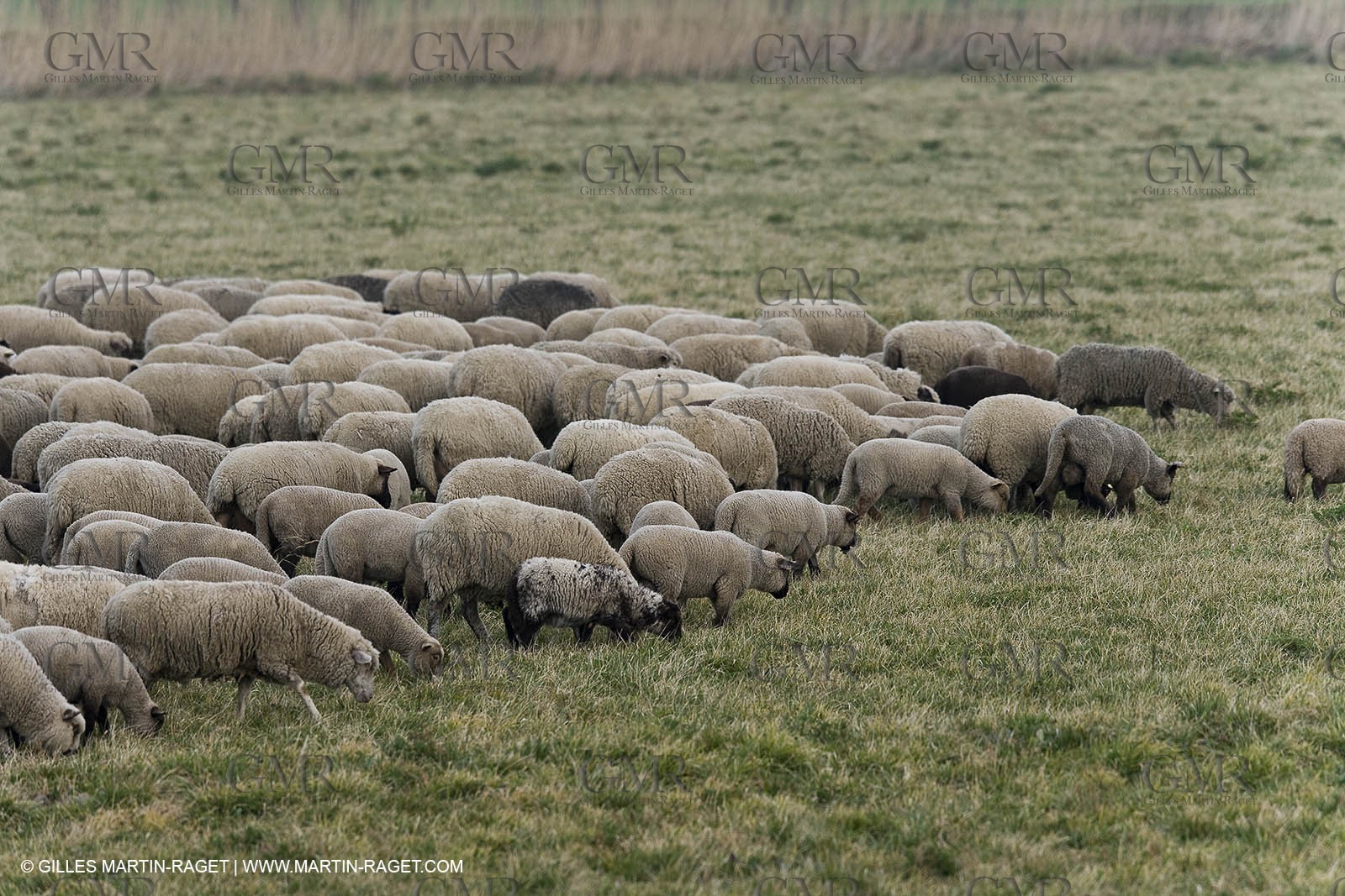 16 02 2008 - Les Baux de Provence (FRA, 13) - Paysages des Alpilles