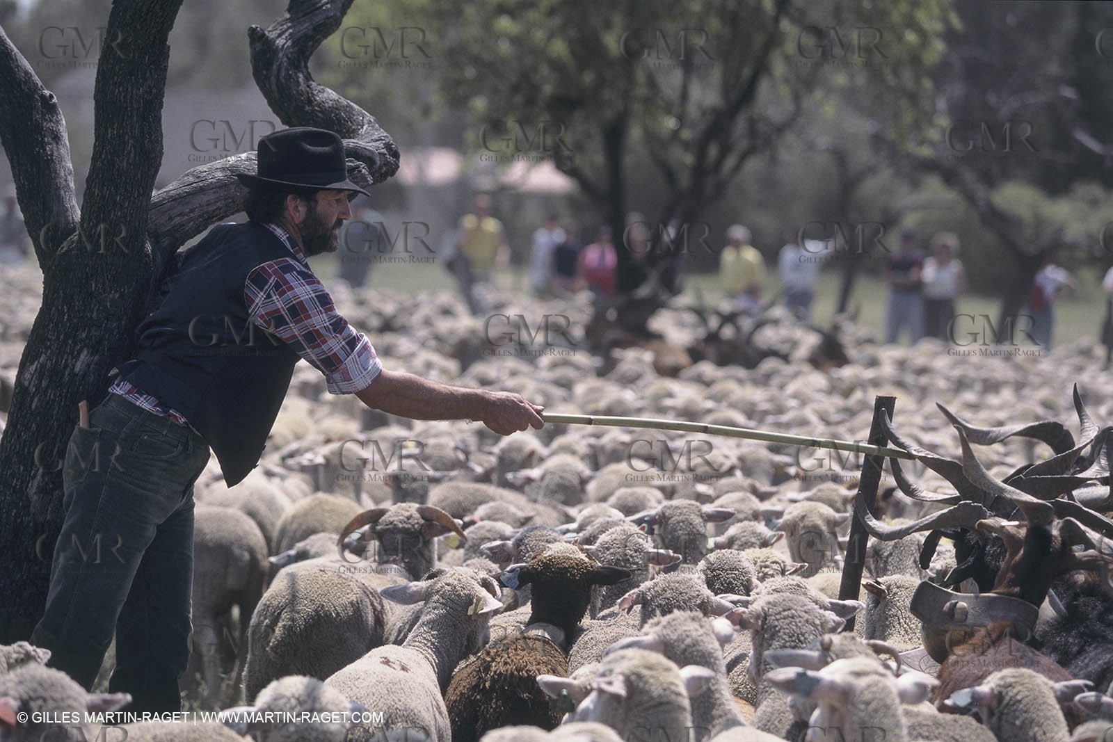 France, Provence, Moutons, bergers, élevage, transhumance