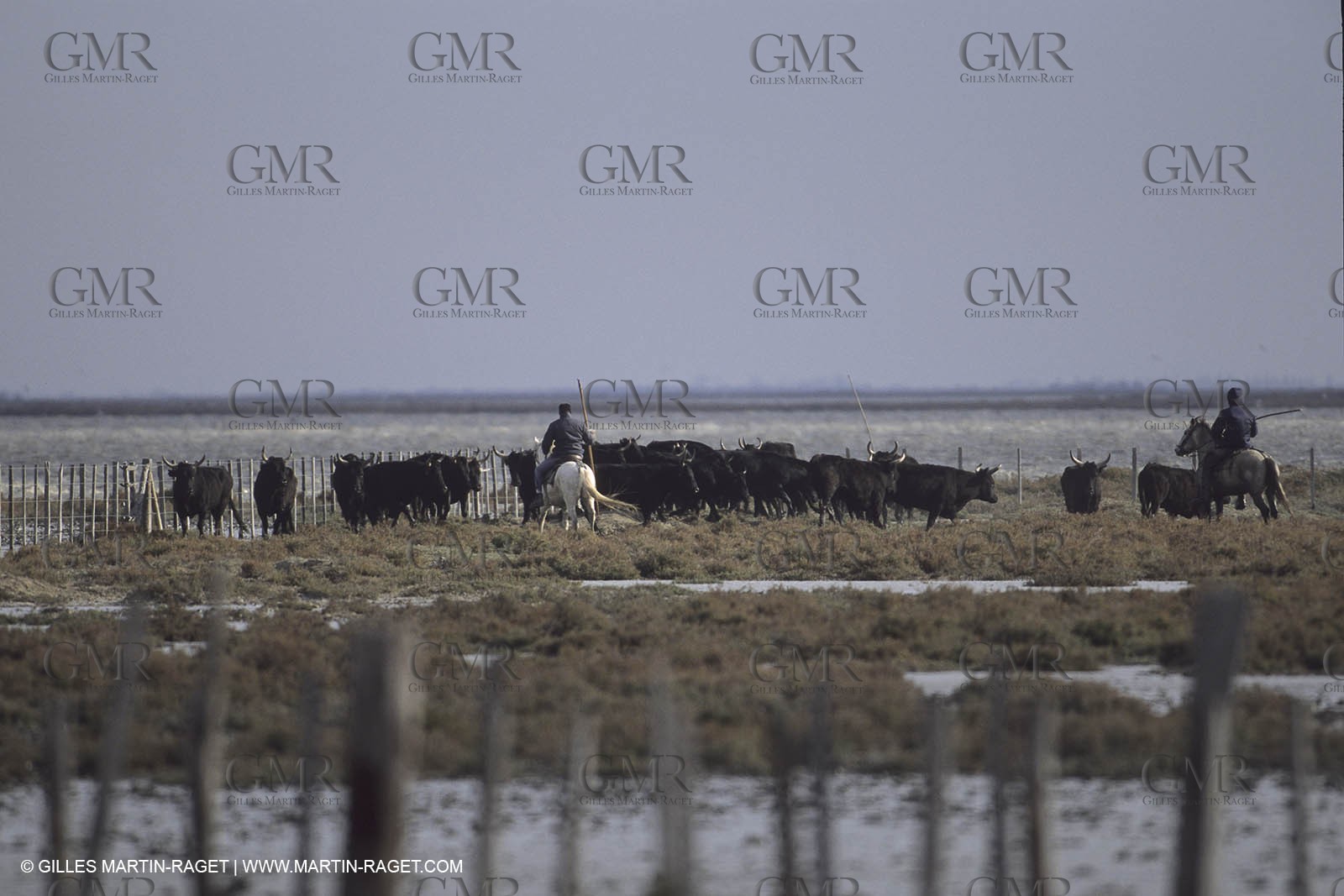 France, Provence, Camargue, Gardians de Camargue, métier, fêtes, élevage, tri