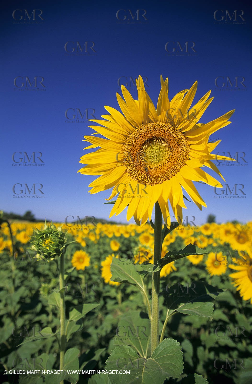 Luberon (FRA,84), Sunflower fields