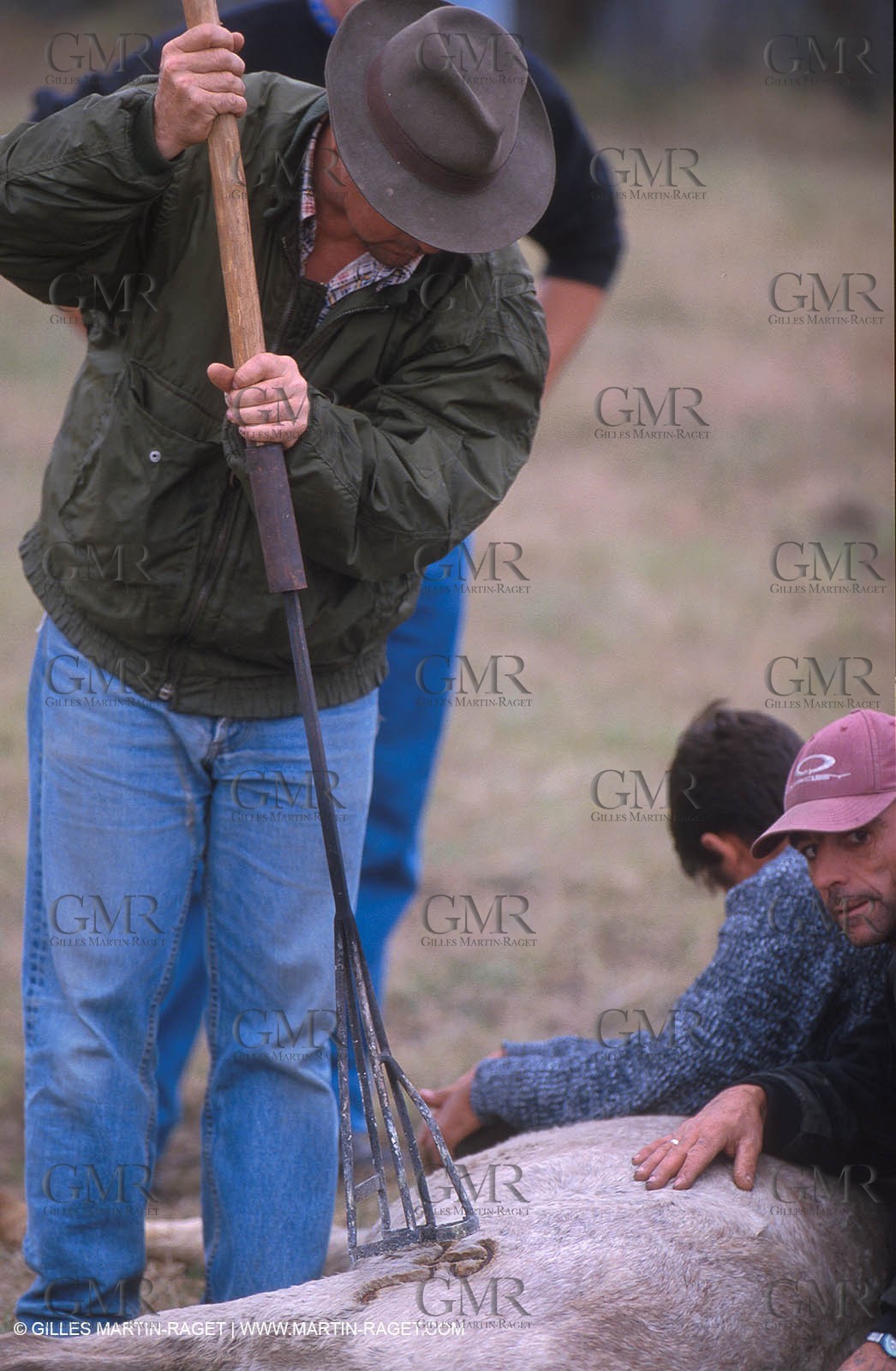 Arles - Camargue gardians (cow boys) at work