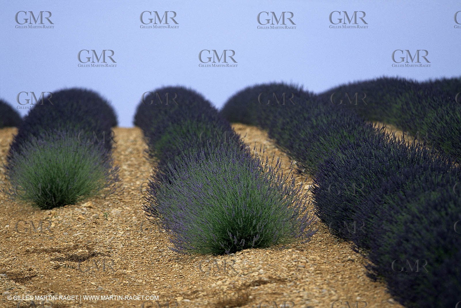 Lavander fields