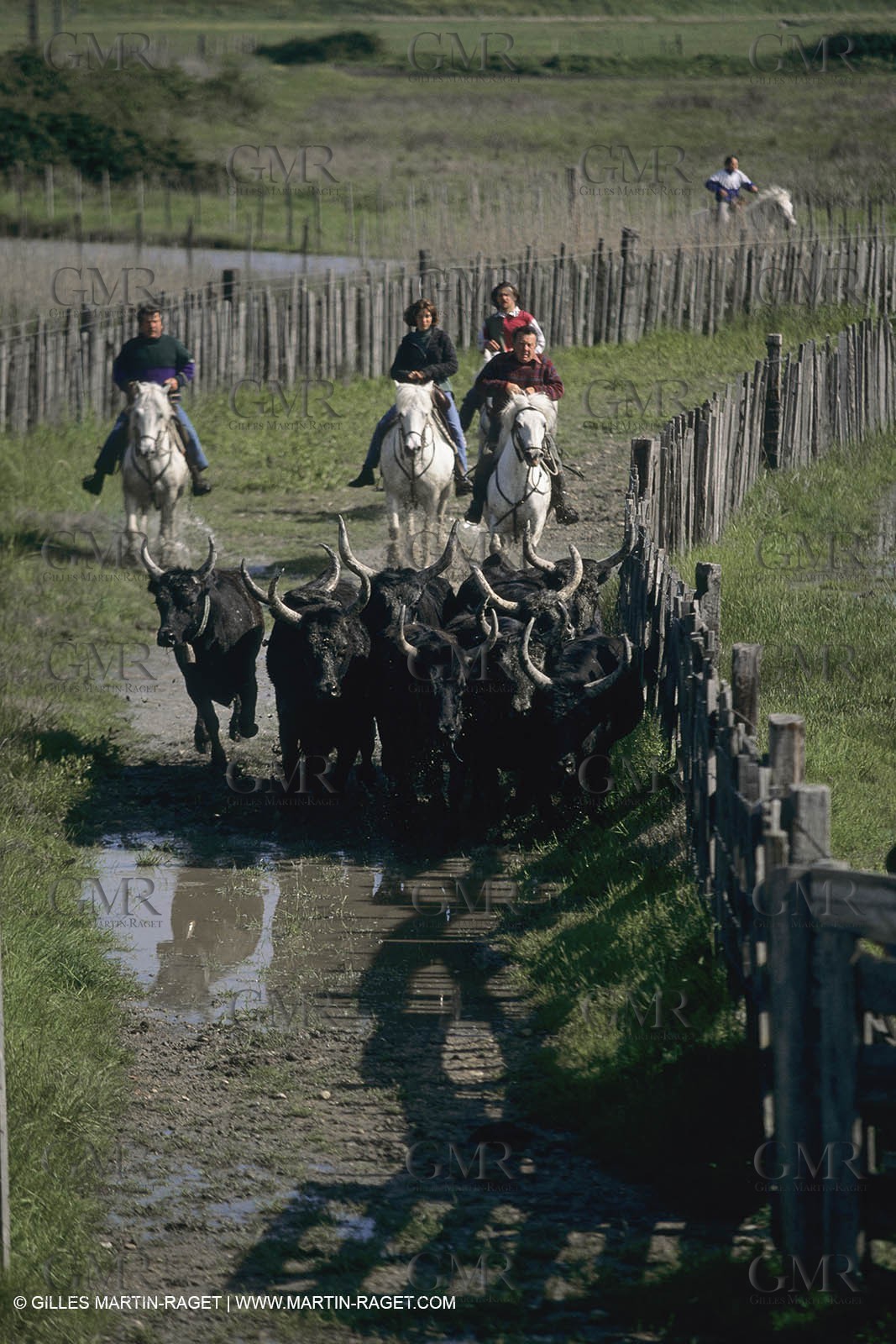 France, Provence, Camargue, Gardians de Camargue, métier, fêtes, élevage, tri