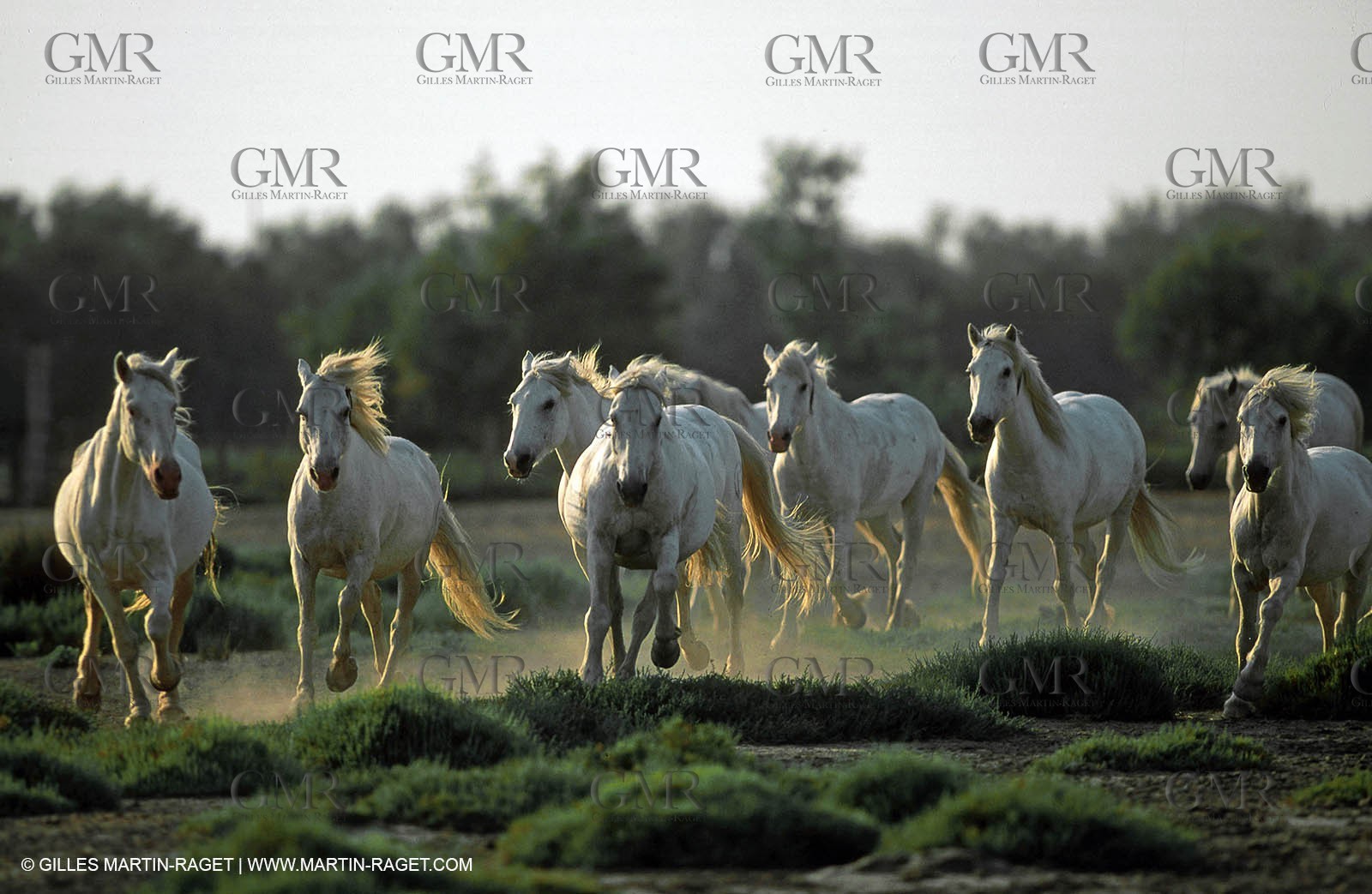 Camargue horses