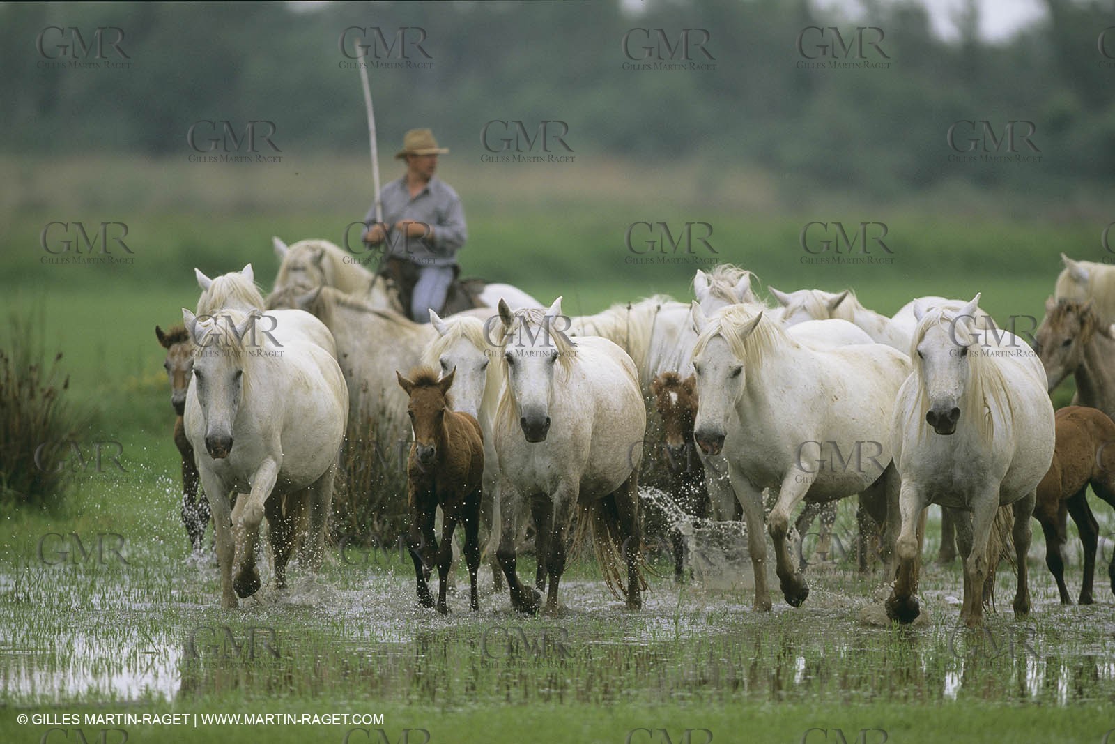 France, Provence, Gardians de Camargue