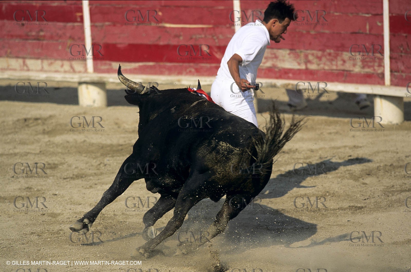 Gard, (FRA,30) - Camargue bull game