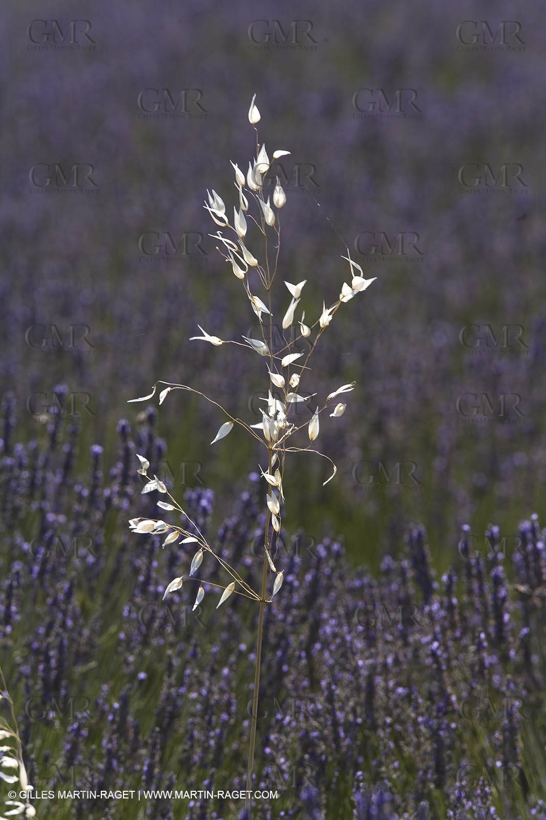 13 08 2007 - Valensole (04) - lavender fields on Valensole plateau
