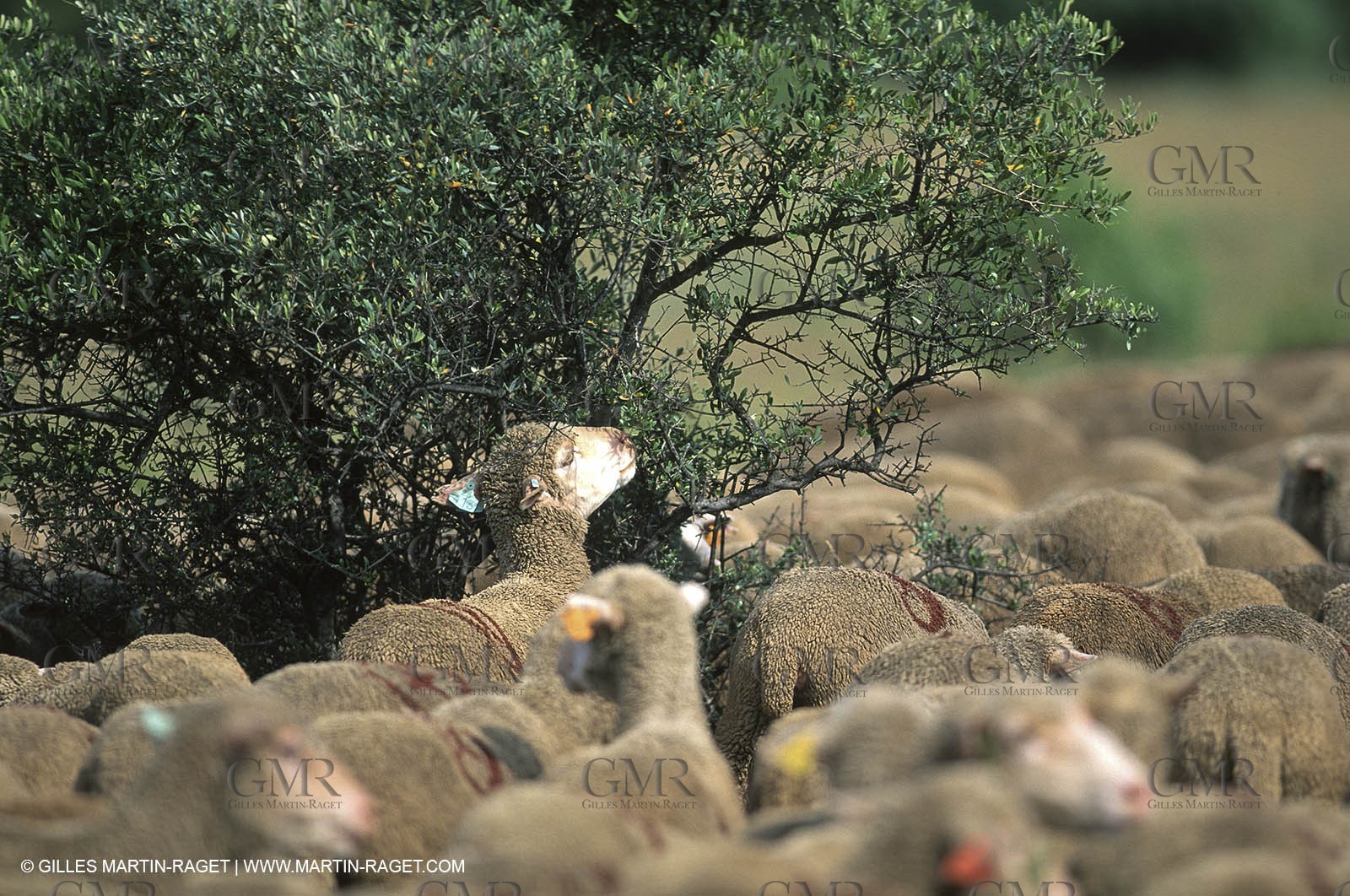 Saint Rémy de Provence (FRA,13) - Fête de la Transhumance