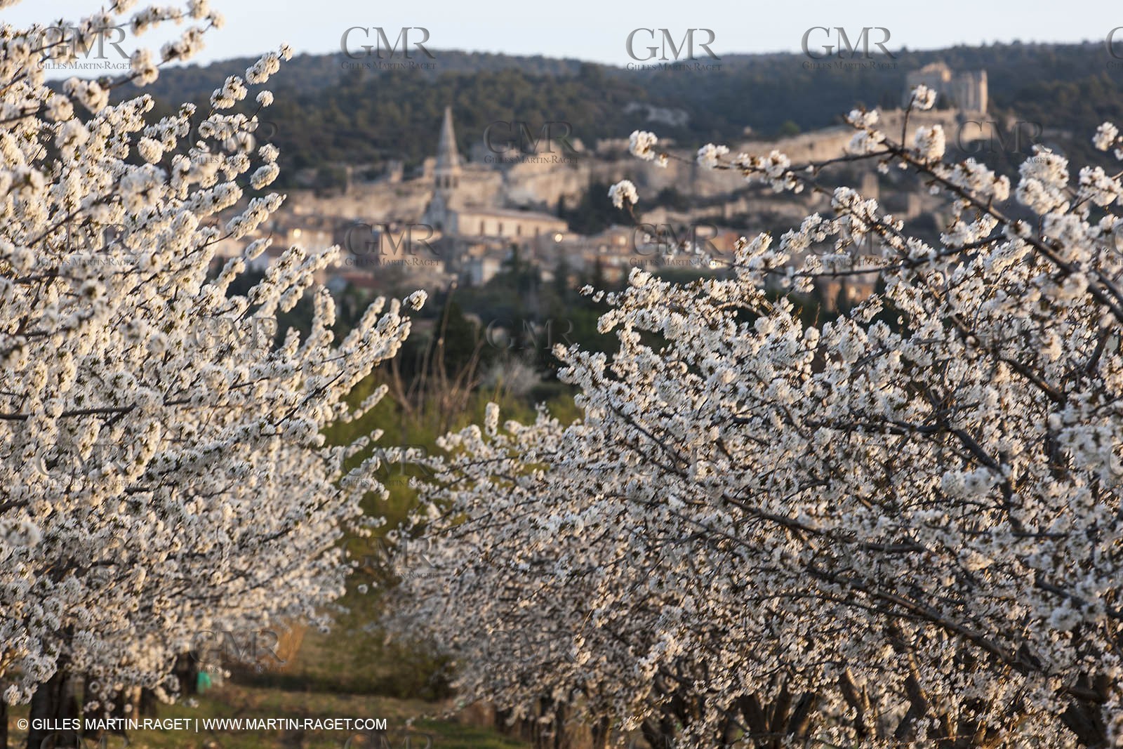 30 mars 2012 - Saint Saturnin les Apt (FRA, 84) - Cerisiers en fleurs
