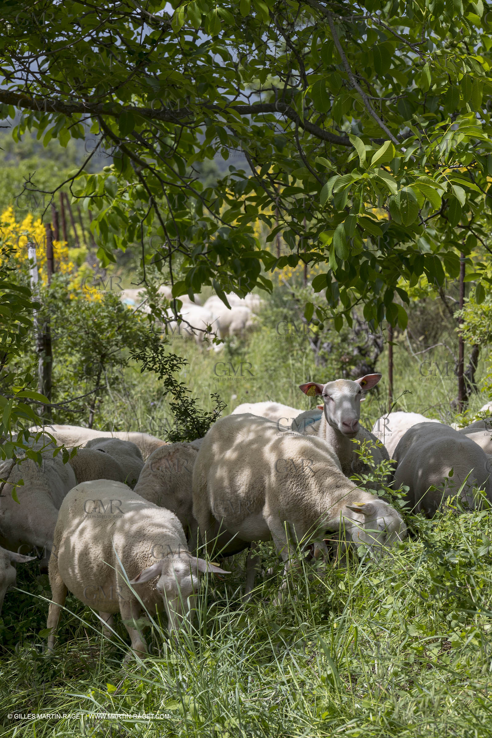 10 06 2018, Caseneuve (FRA,84)