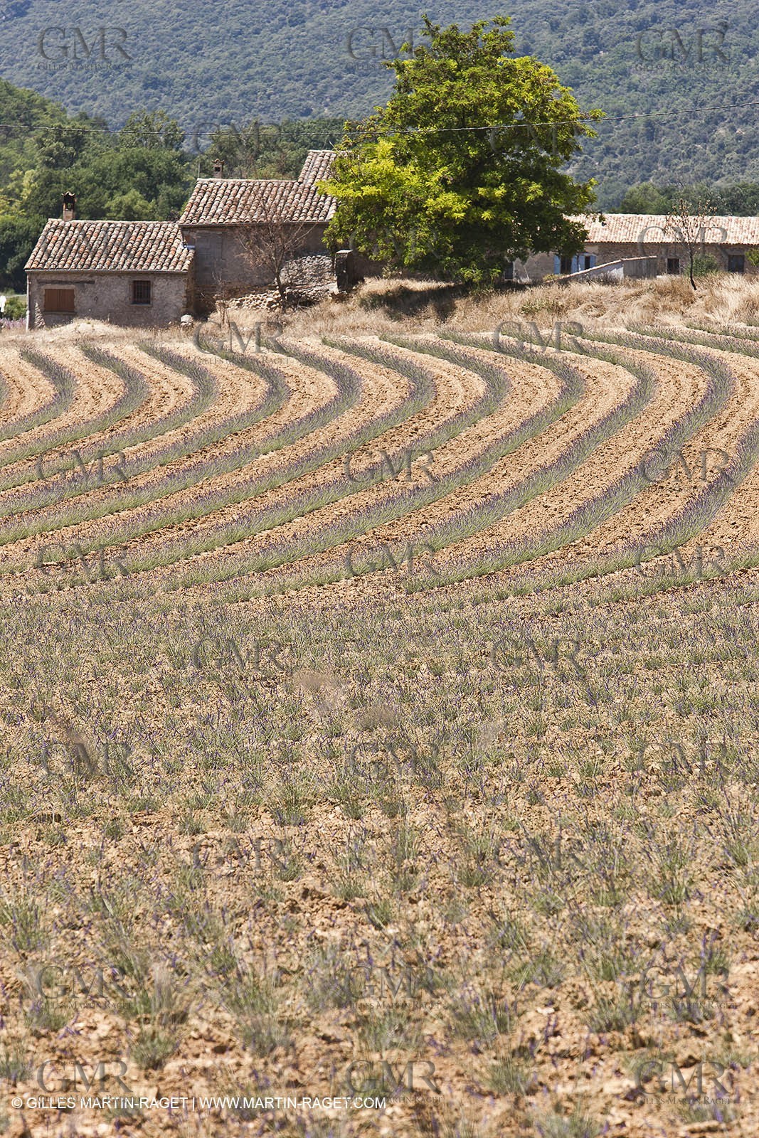 27 06 2011 - Puimichel (FRA, 04) - Lavander fields