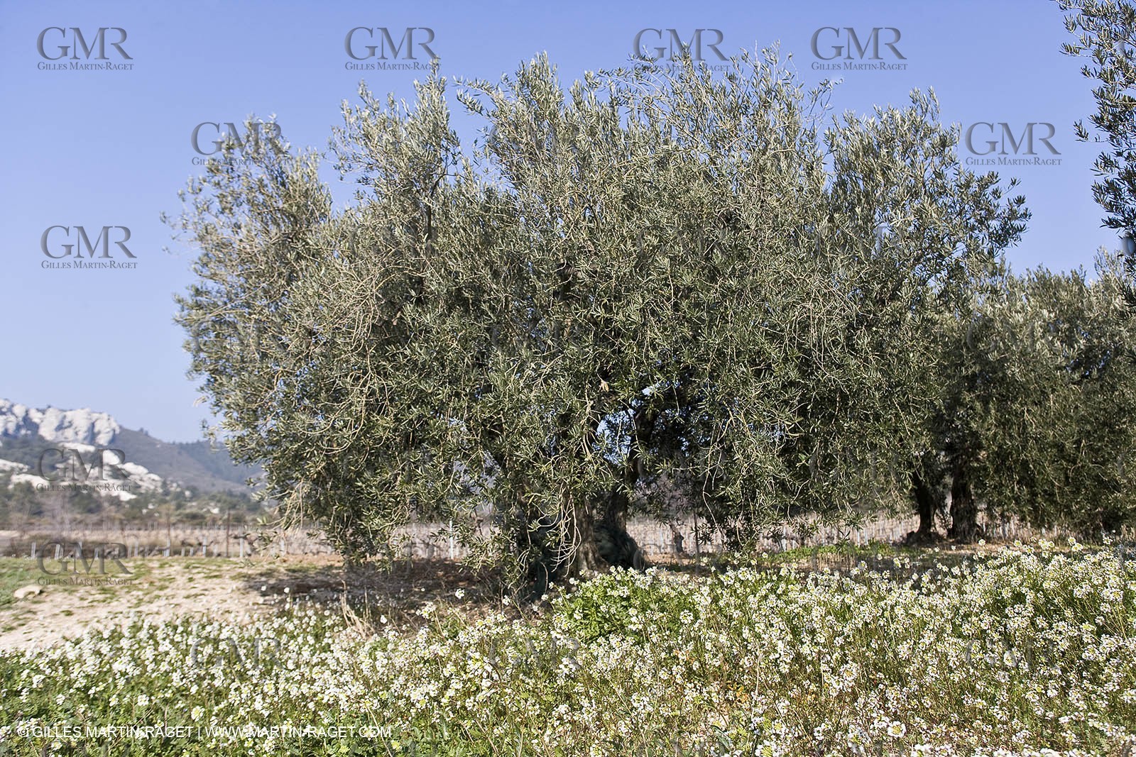 16 02 2008 - Les Baux de Provence (FRA, 13) - Alpilles hills landscapes