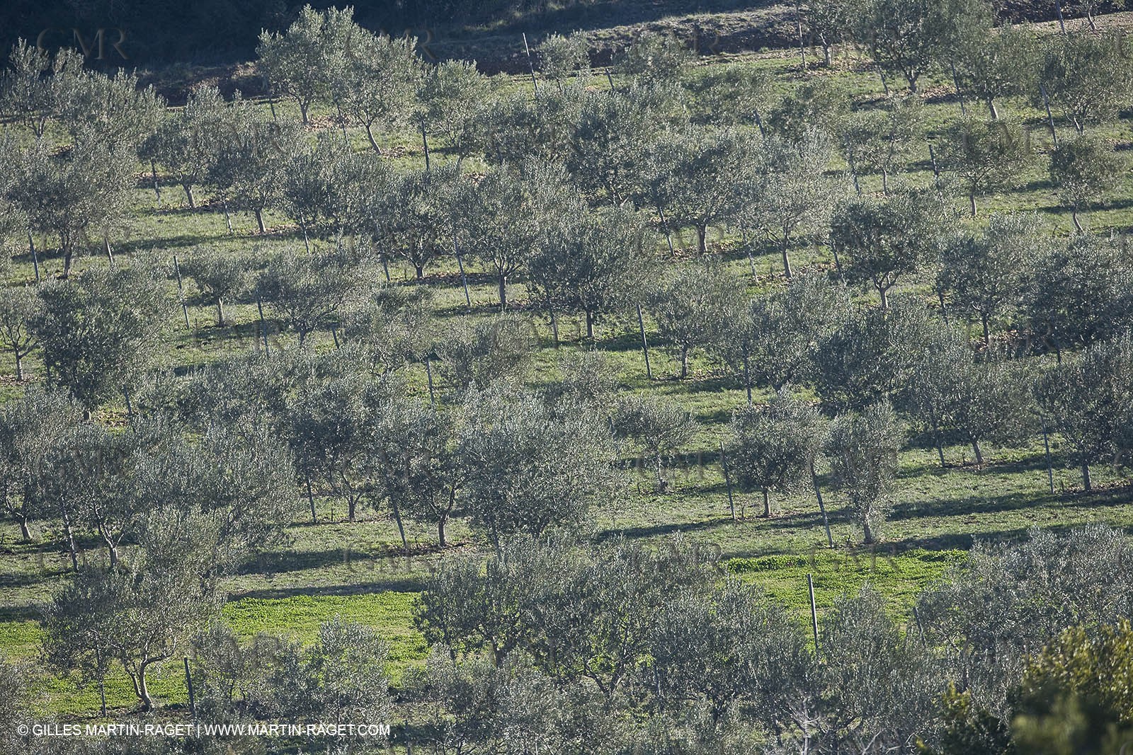05 02 2008 - Arles (FRA, 13) - Arles surroundings landscapes