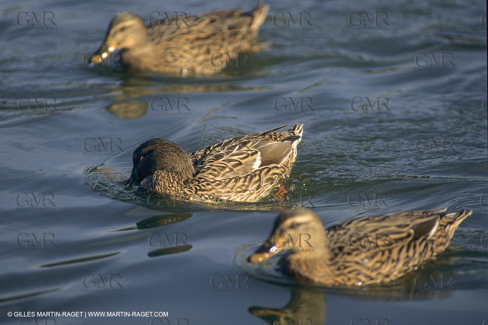 France, Provence, Camargue, Birds