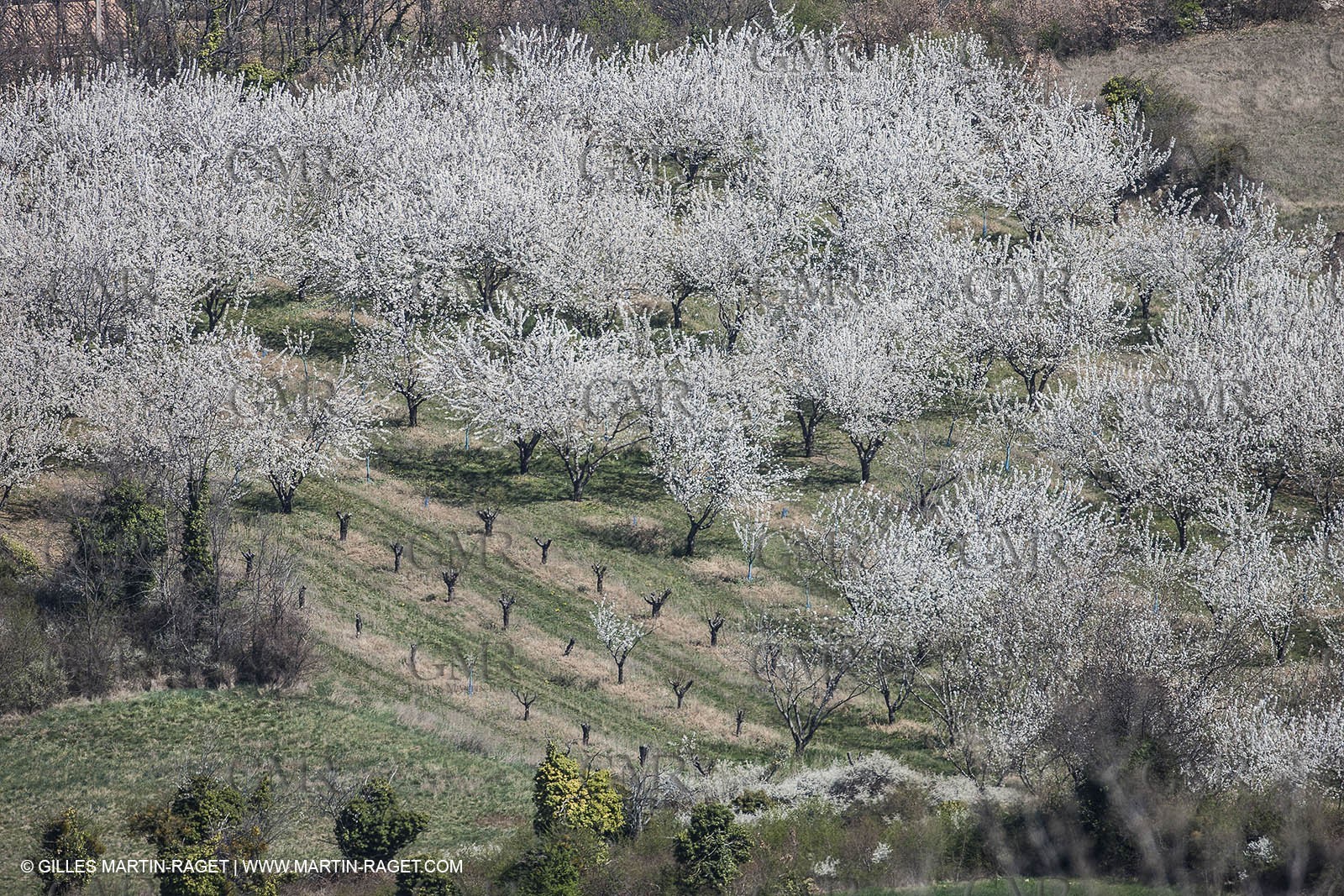 30 mars 2012 - Saint Saturnin les Apt (FRA, 84) - Cerisiers en fleurs