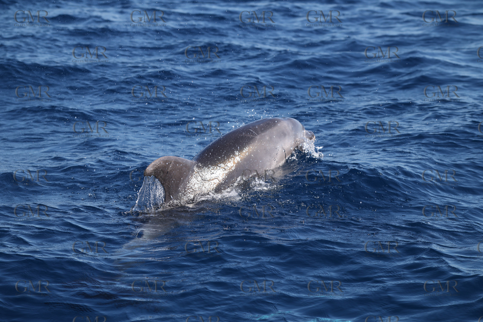 GMR_JurisCup25_3456.jpg