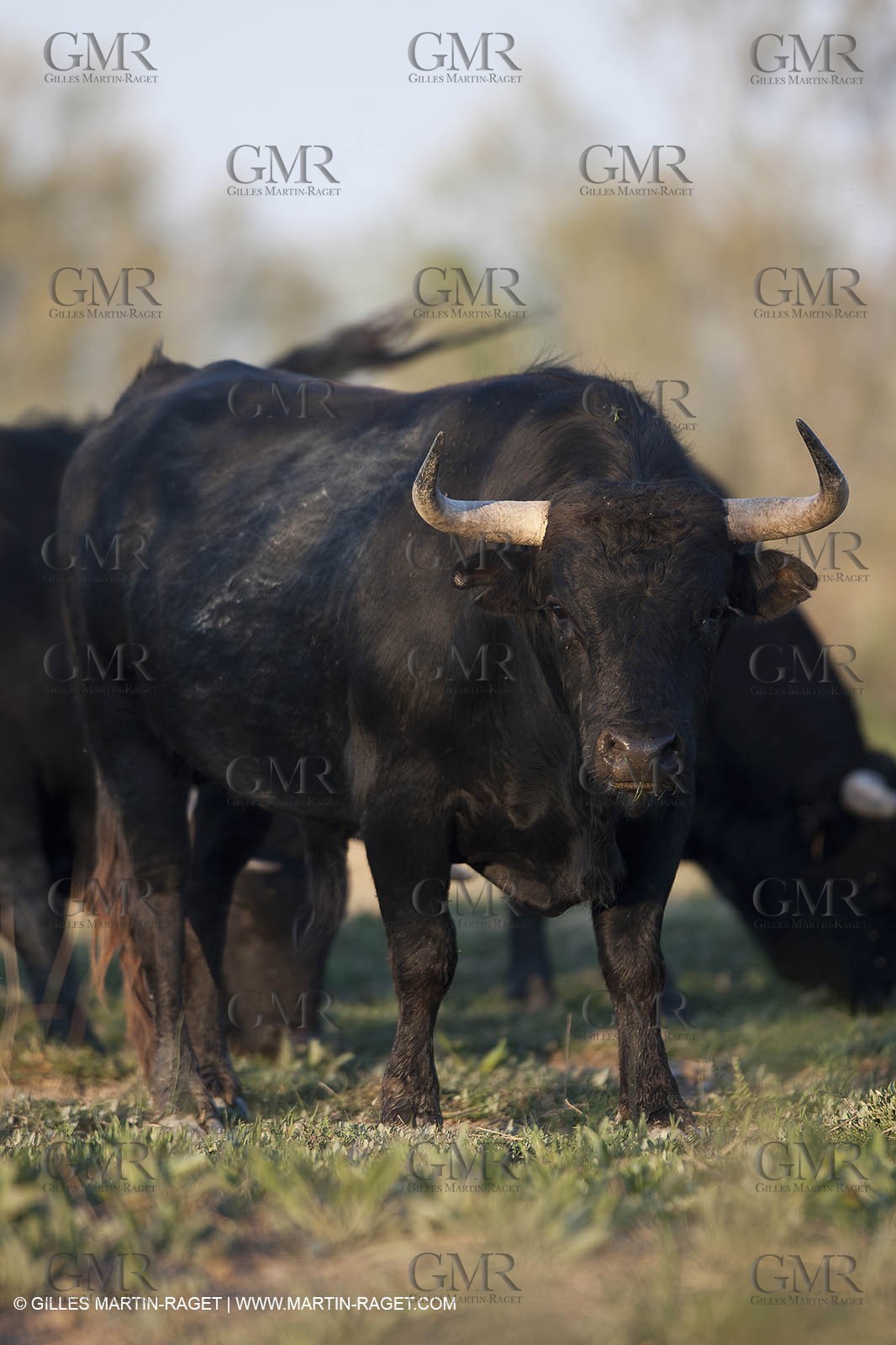 19 04 2011 - Arles (FRA,13) - Bullfight toros in Camargue