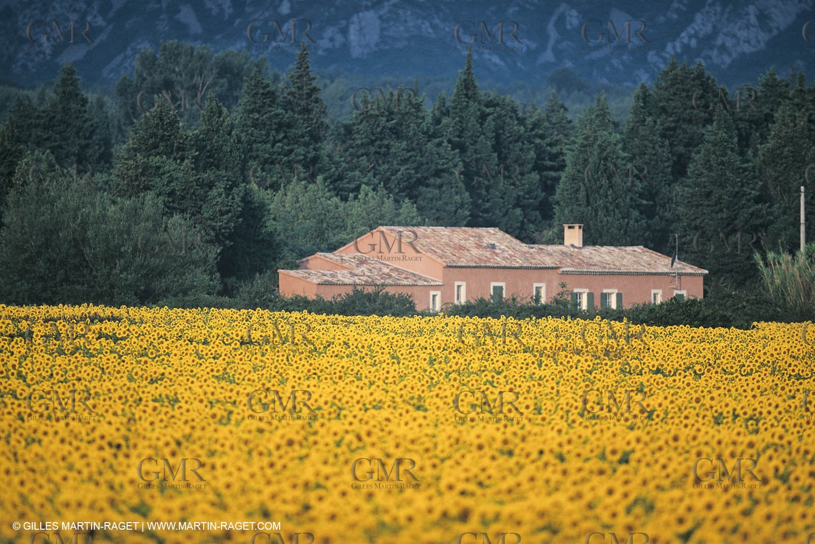 France, Provence, Champs de tournesols