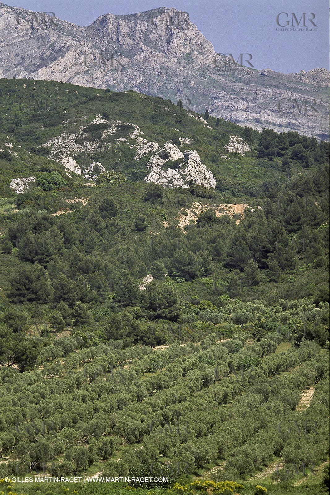 France, Provence, Oliviers, oliveraies, olive trees