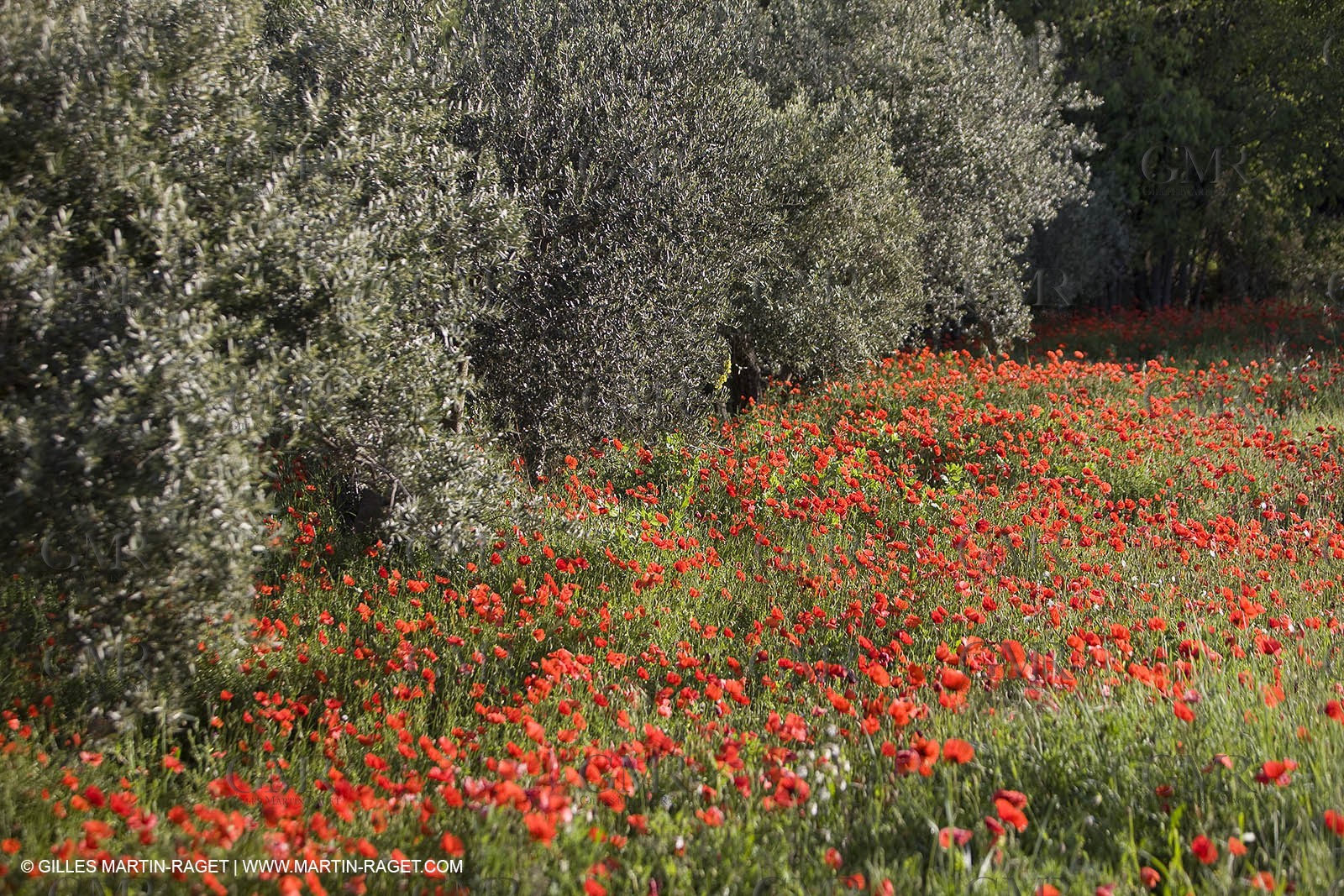 04 05 2008 - Saint Rémy de Provence (FRA, 13) - Paysages des Alpilles