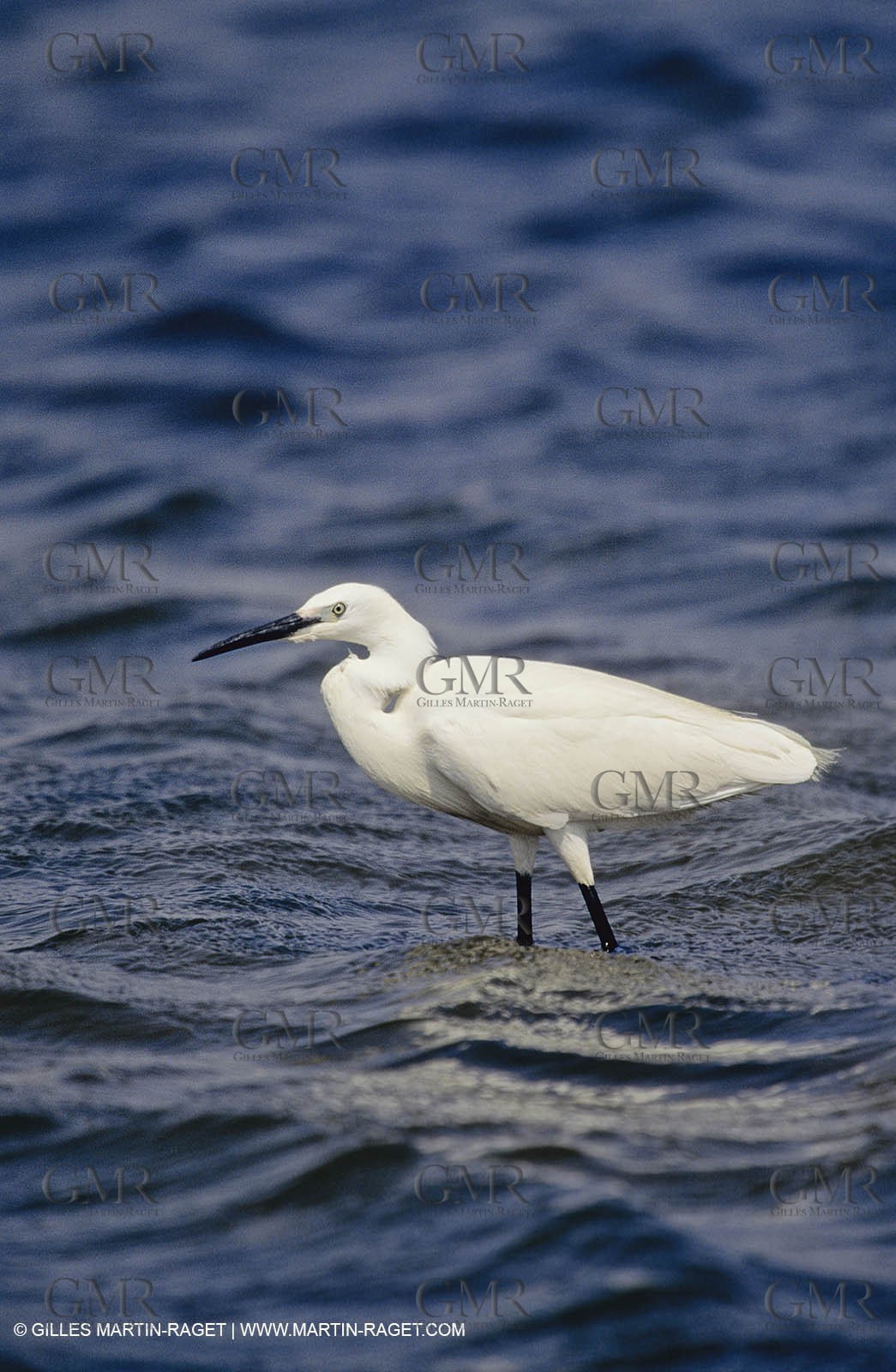 Camargue (FRA,13) - Oiseaux en Camargue - Aigrette Garzette