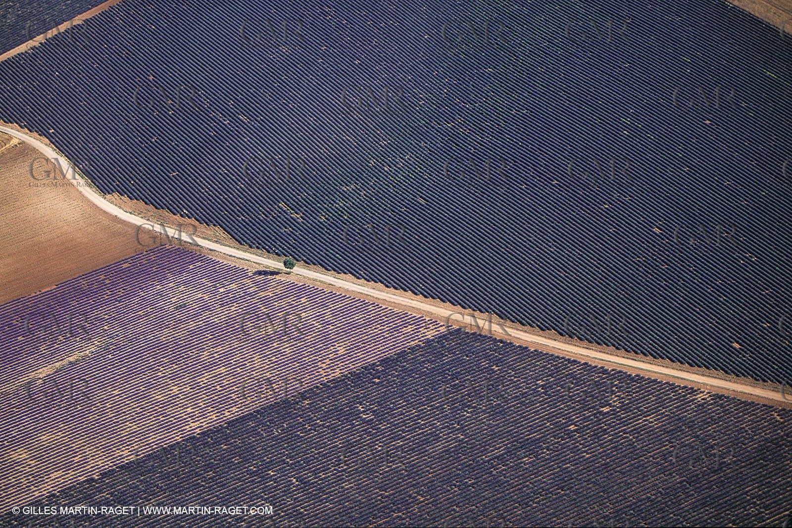Juin 2005, Valensole (FRA,04) - Lavander fields