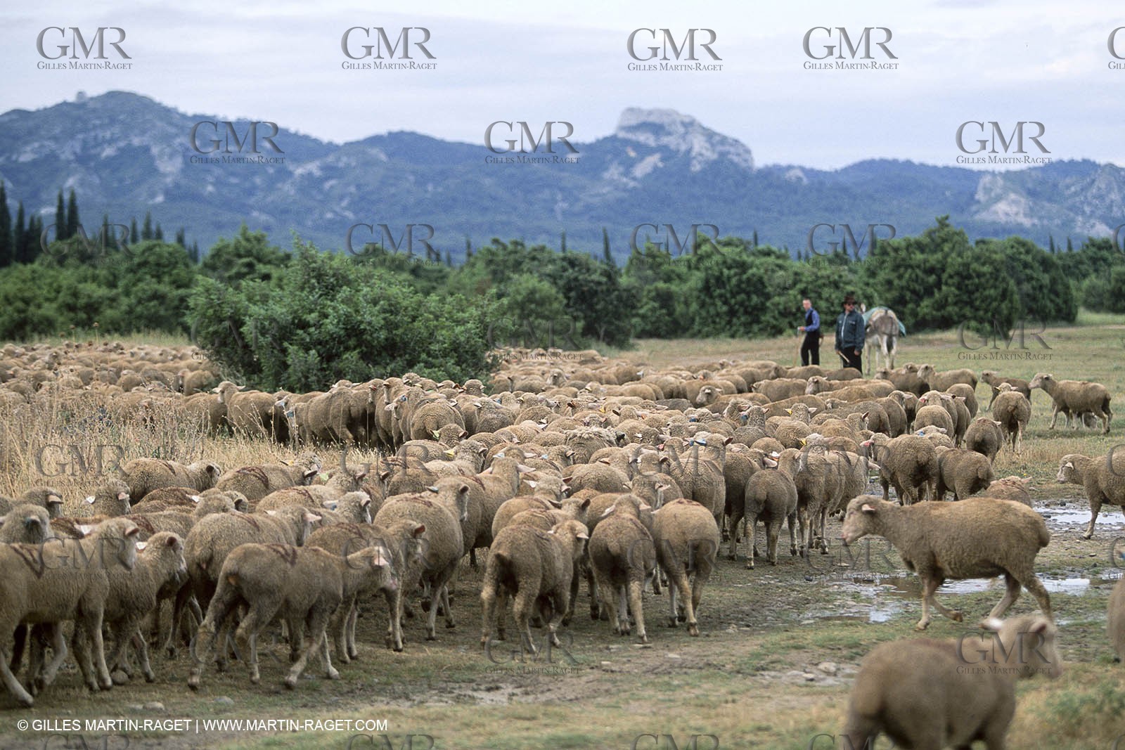 Saint Rémy de Provence (FRA,13) - Sheep stocks migration Fest