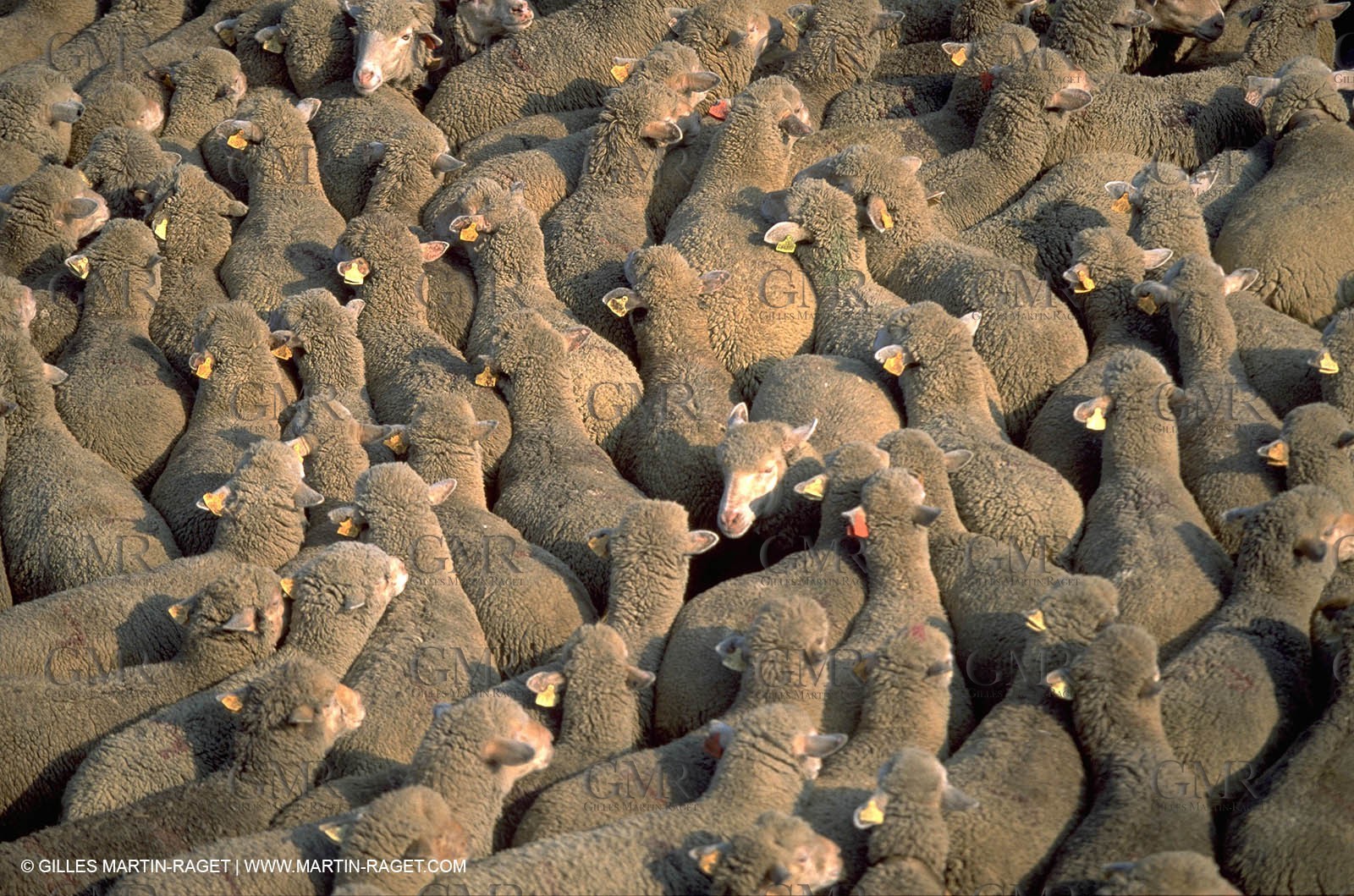 Sheeps - shepherds