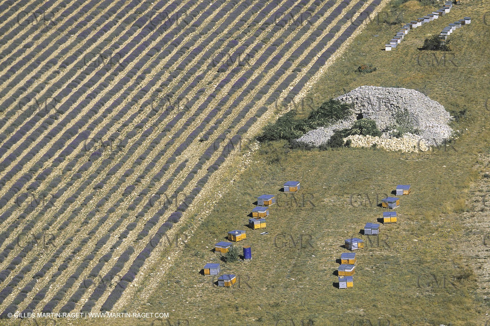 France, Provence, Lavender fields