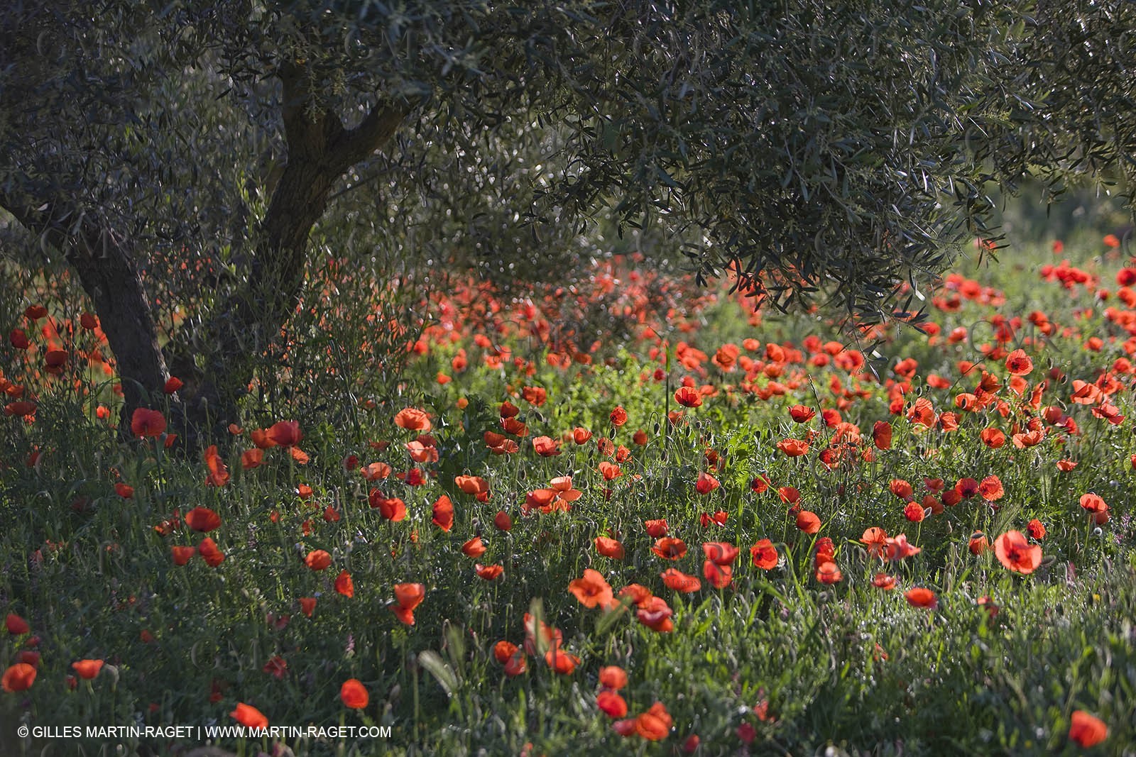 04 05 2008 - Saint Rémy de Provence (FRA, 13) - Alpilles hills landscapes