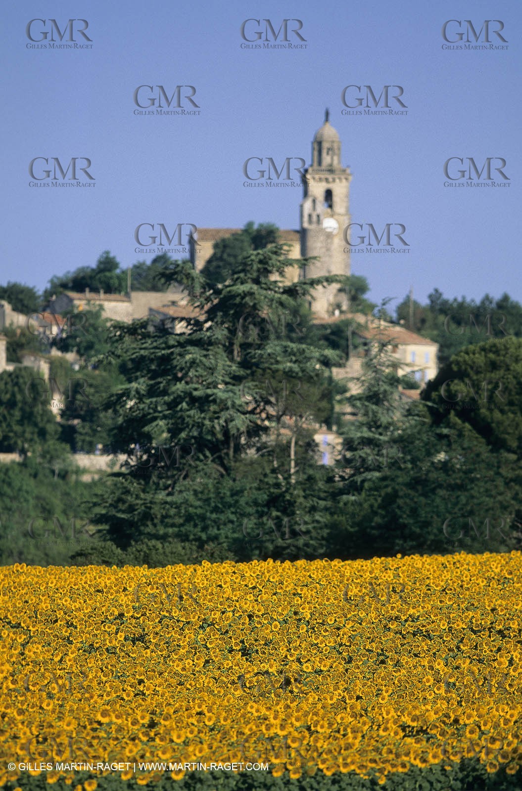 Luberon (FRA,84), Sunflower fields