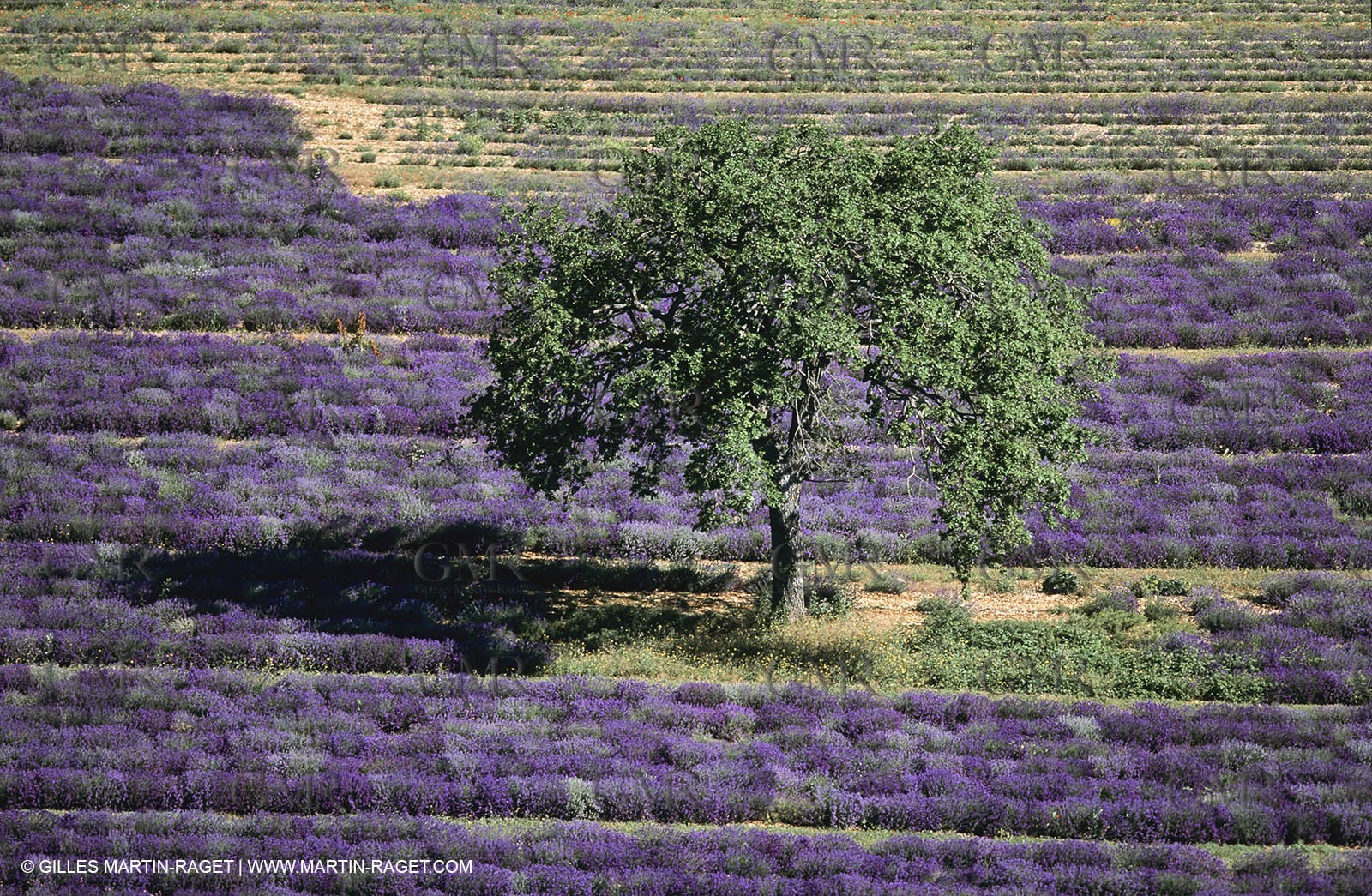 Juin 2005, Valensole (FRA,04) - Lavander fields