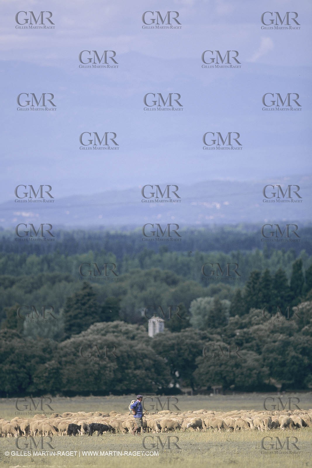 France, Provence, Moutons, bergers, élevage, transhumance