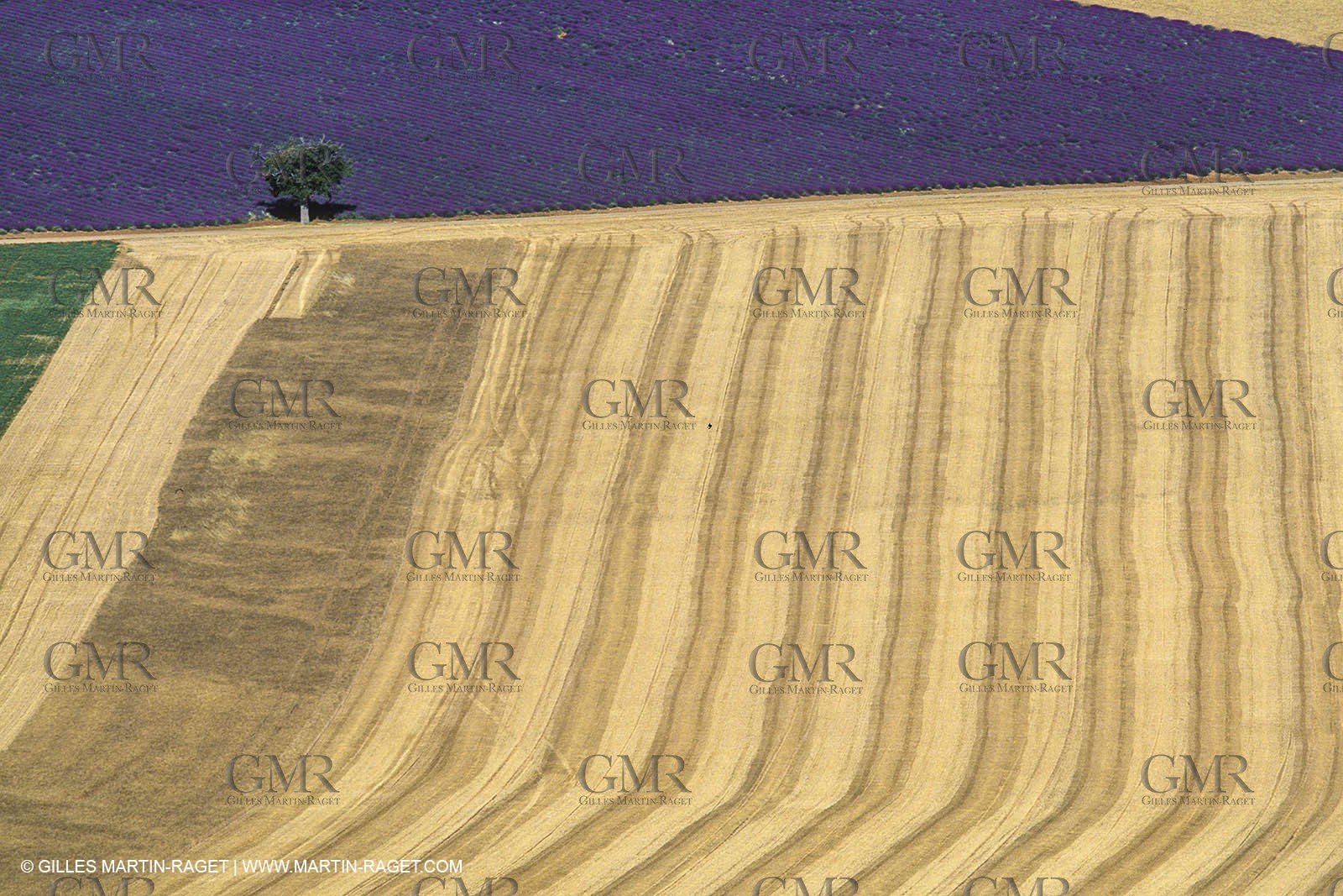 Juin 2005, Valensole (FRA,04) - Lavander fields