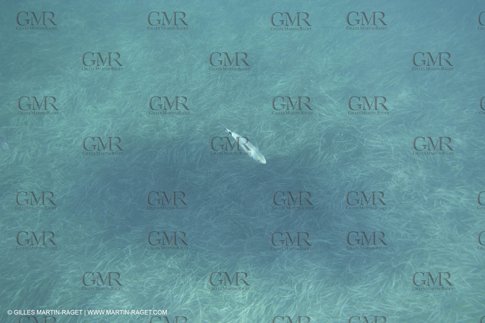 Snorkeling - Diving - 2005, Port Cros Island