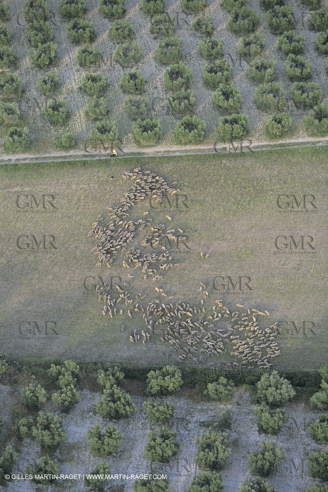 France, Provence, Moutons, bergers, élevage, transhumance