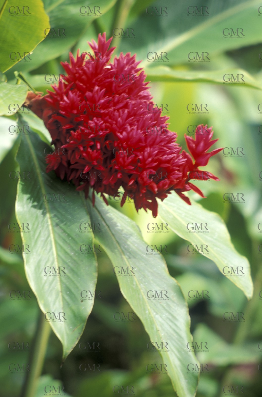 Grenadines - Caribbean