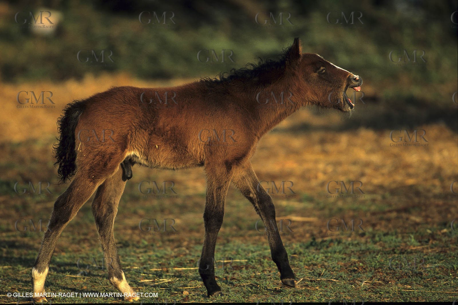 Camargue horses