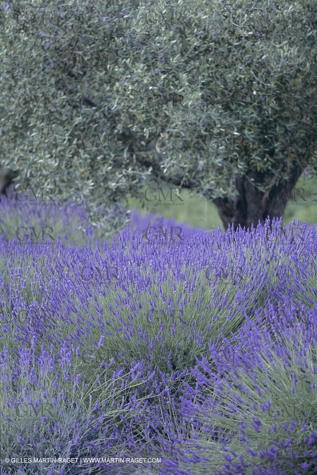 France, Provence, Champs de lavandes en fleur